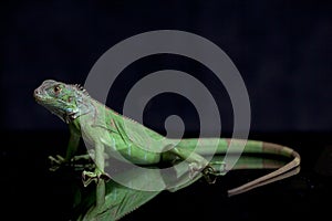 Juvenile Green iguana Iguana iguana isolated on black