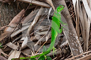 Juvenile green iguana iguana iguana - Topeekeegee Yugnee TY Park, Hollywood, Florida, USA