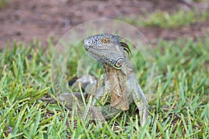 Juvenile green iguana sitting in the grass photo