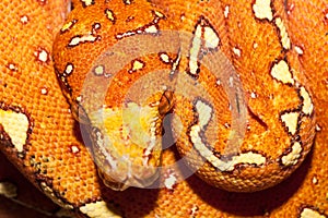 Juvenile Green Python