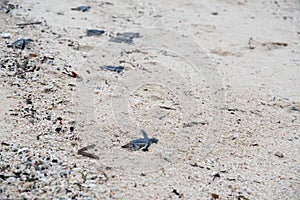 Juvenile Green Sea Turtle