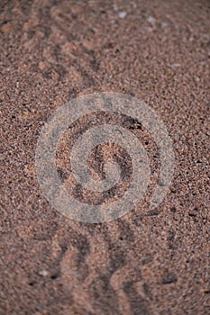 Juvenile Green Sea Turtle footprints