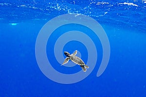 Juvenile Green Sea Turtle swimming free