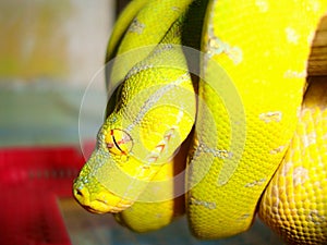 Juvenile Green Tree Python