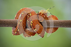 A juvenile Green Tree Python