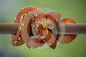 A juvenile Green Tree Python