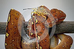 A juvenile Green Tree Python