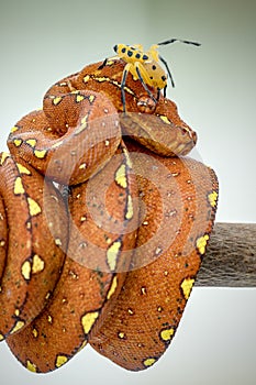 A juvenile Green Tree Python