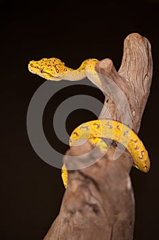 Juvenile Green Tree Python (Morelia viridis)