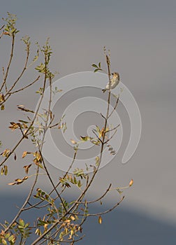 Juvenile Greenfinch