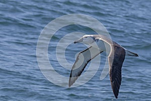 Juvenile Grey-headed Albatross