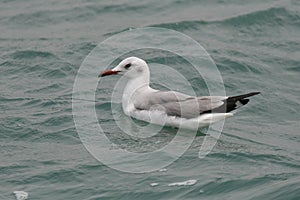 Juvenile Grey-headed gull sitting on the ocean close up