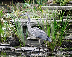 Juvenile Grey Heron