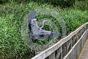 Juvenile grey heron, Ardea cinerea, in flight