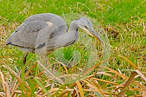 Juvenile grey heron foraging  in a swamp