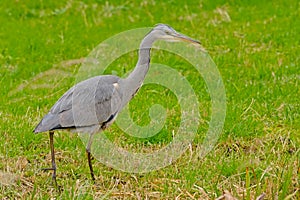 Juvenile grey heron foraging  in a swamp