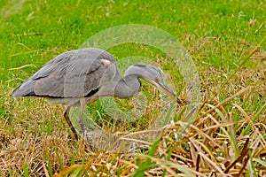 Juvenile grey heron foraging  in a swamp