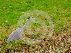 Juvenile grey heron foraging  in a swamp