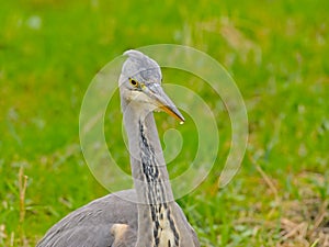 Juvenile grey heron standing in a green meadow