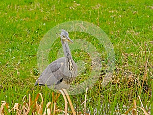 Juvenile grey heron standing in a green meadow