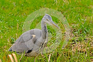 Juvenile grey heron standing in a green meadow