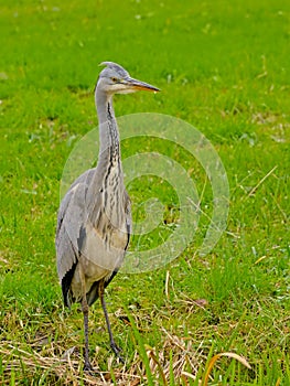 Juvenile grey heron standing in a green meadow