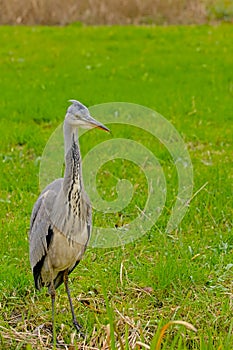 Juvenile grey heron standing in a green meadow
