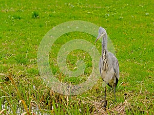 Juvenile grey heron standing in a green meadow