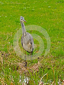 Juvenile grey heron standing up straight in a green meadow