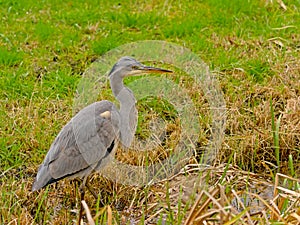 Juvenile grey heron walking  in a swamp