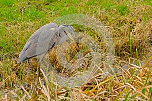 Juvenile grey heron walking  in a swamp