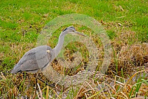 Juvenile grey heron walking  in a swamp