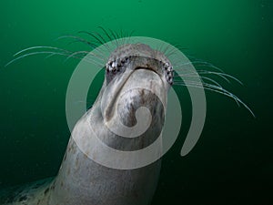 A juvenile Grey Seal underwater plays and shows off it`s whiskers.