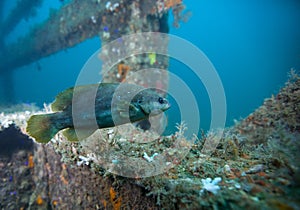 Juvenile Grouper - Dupont Bridgespan