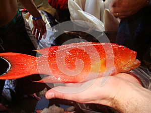 Juvenile grouper fresly caught by artisanal Filipino fishermen