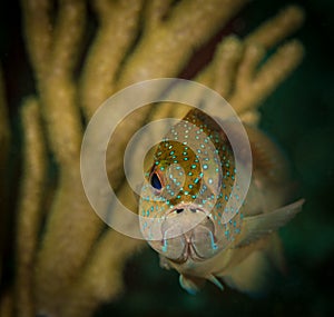 A juvenile grouper on the reef, Sint Maarten