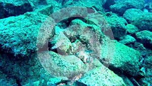 A juvenile grouper swims near its lair in the Mediterranean sea, Malta