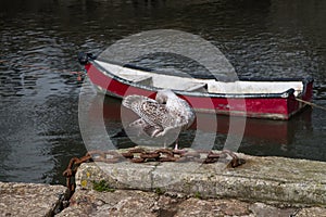 A juvenile gull preening its feathers at a Cornish harbour