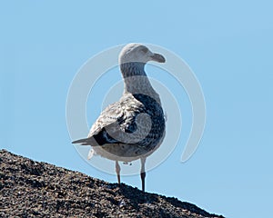 Juvenile Gull in Skagen Denmark