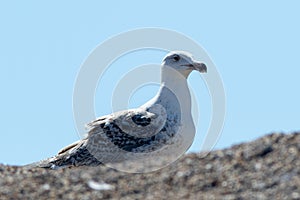 Juvenile Gull in Skagen Denmark