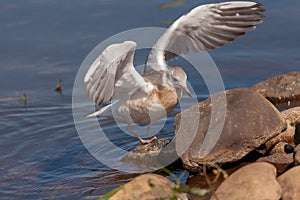 Juvenile gull with spread wings after landing on a stone