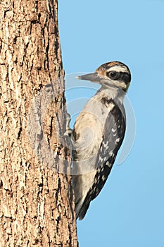 Juvenile Hairy Woodpecker (Picoides villosus) photo