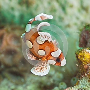 Juvenile harlequin sweetlips