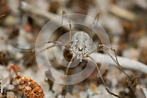 Juvenile harvestman, opilio on sand