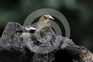 juvenile Hawfinch Coccothraustes coccothraustes on a branch