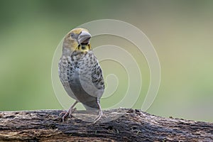 Juvenile Hawfinch Coccothraustes coccothraustes on a branch