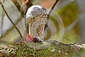 A Juvenile Hawk devouring on a large rodent