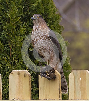 Juvenile hawk sitting on a fence.