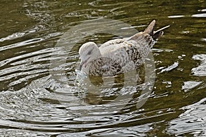 Juvenile herring gull fishing a pacifier out of the pond - Larus argentatus