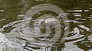 Juvenile herring gull fishing a pacifier out of the pond - Larus argentatus